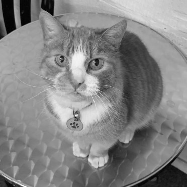 Lloyd The Cat Lloyd The Cat
